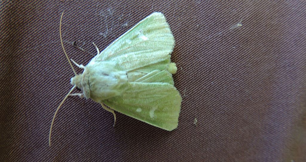 Calamia tridens