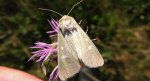 Calamia tridens