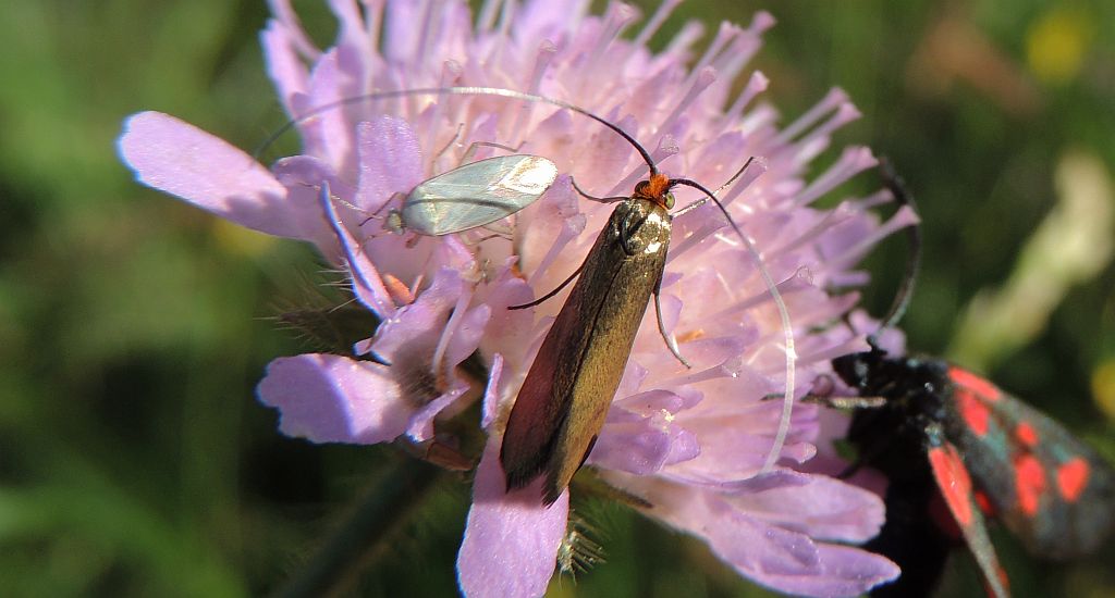 Wąsateczka lśniaczek (Nemophora metallica)