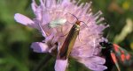 Wąsateczka lśniaczek (Nemophora metallica)