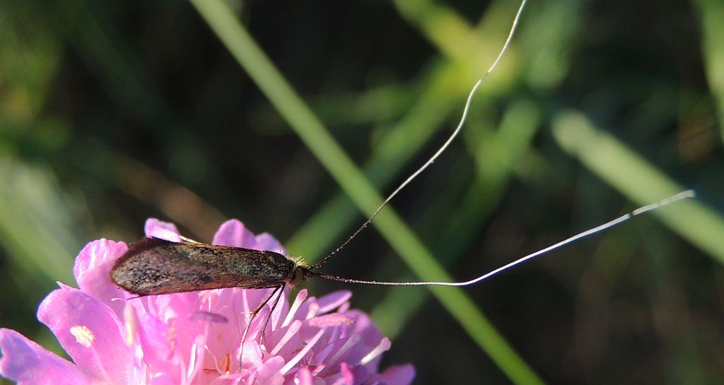 Wąsateczka lśniaczek (Nemophora metallica)