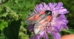 Kraśnik rogalik (Zygaena loti)