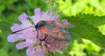 Kraśnik rogalik (Zygaena loti)