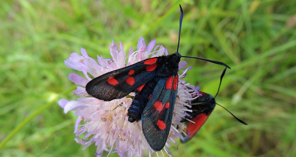 Kraśnik pięcioplamek (Zygaena trifolii)