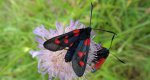 Kraśnik pięcioplamek (Zygaena trifolii)