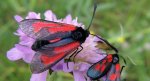 Zygaena minos