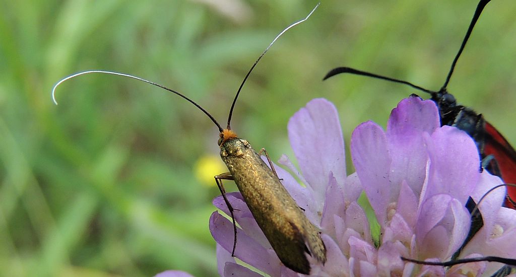 Wąsateczka lśniaczek (Nemophora metallica)