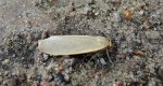 Fałdówka płaszczynka (Eilema depressa)