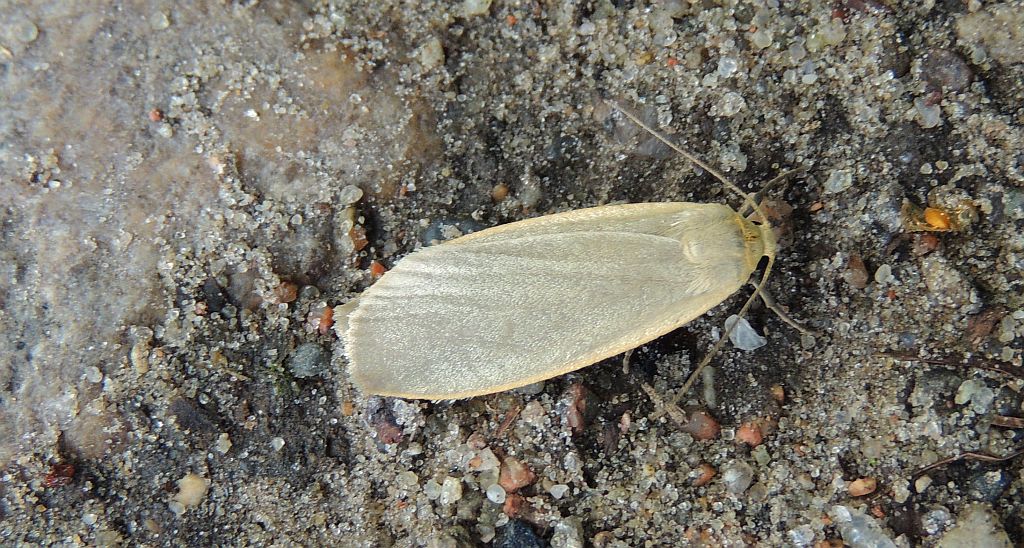 Fałdówka płaszczynka (Eilema depressa)