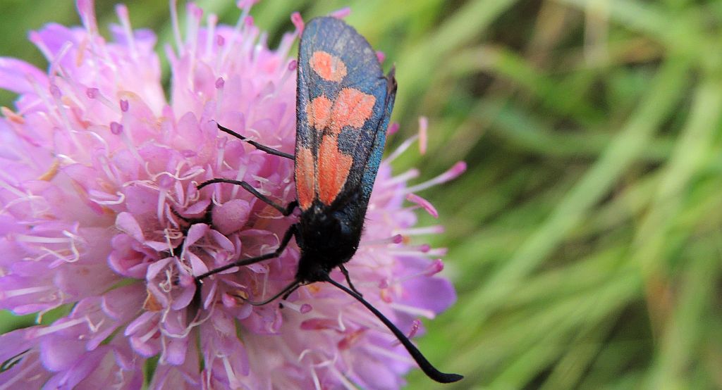 Kraśnik rogalik (Zygaena loti)