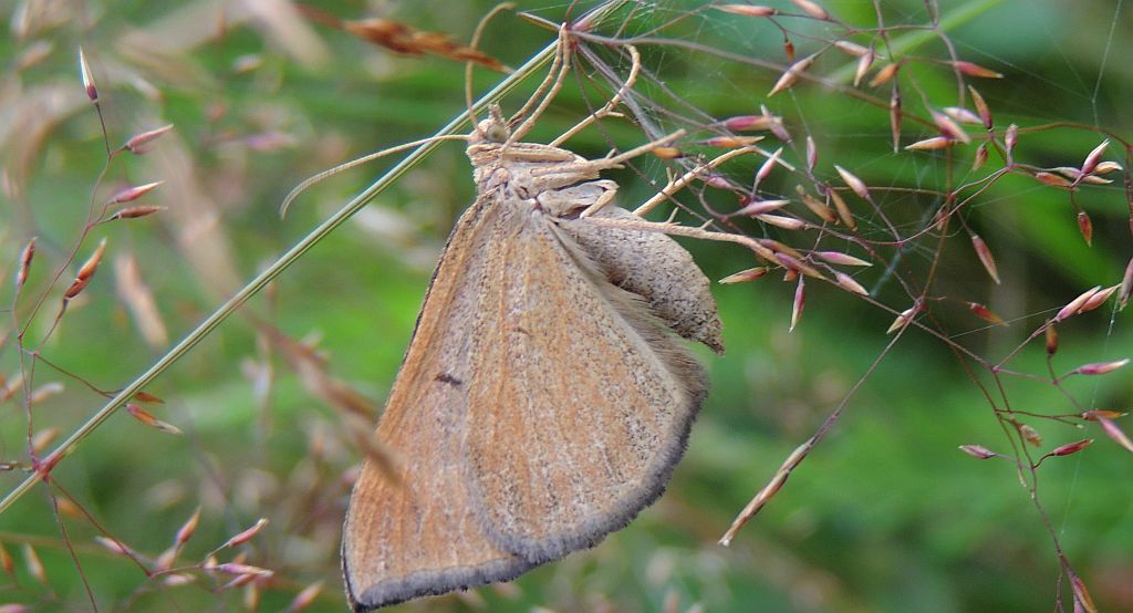 Paśnik komosiak (Scotopteryx chenopodiata)