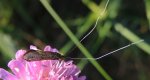 Wąsateczka lśniaczek (Nemophora metallica)