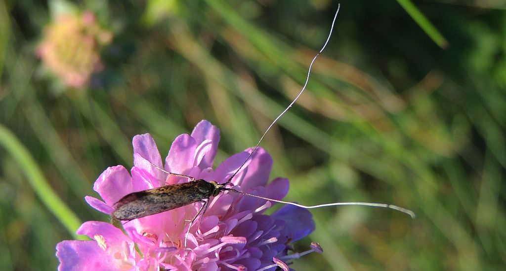 Wąsateczka lśniaczek (Nemophora metallica)