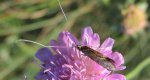 Wąsateczka lśniaczek (Nemophora metallica)