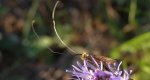 Wąsateczka lśniaczek (Nemophora metallica)
