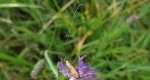 Wąsateczka lśniaczek (Nemophora metallica)