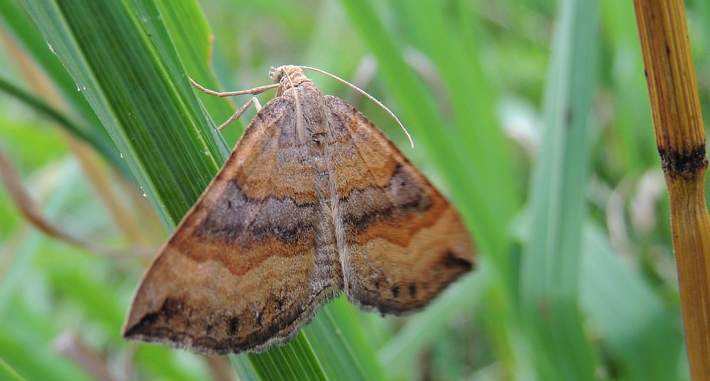Paśnik komosiak (Scotopteryx chenopodiata)