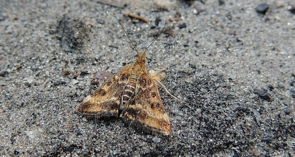 Pyrausta despicata