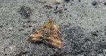 Pyrausta despicata