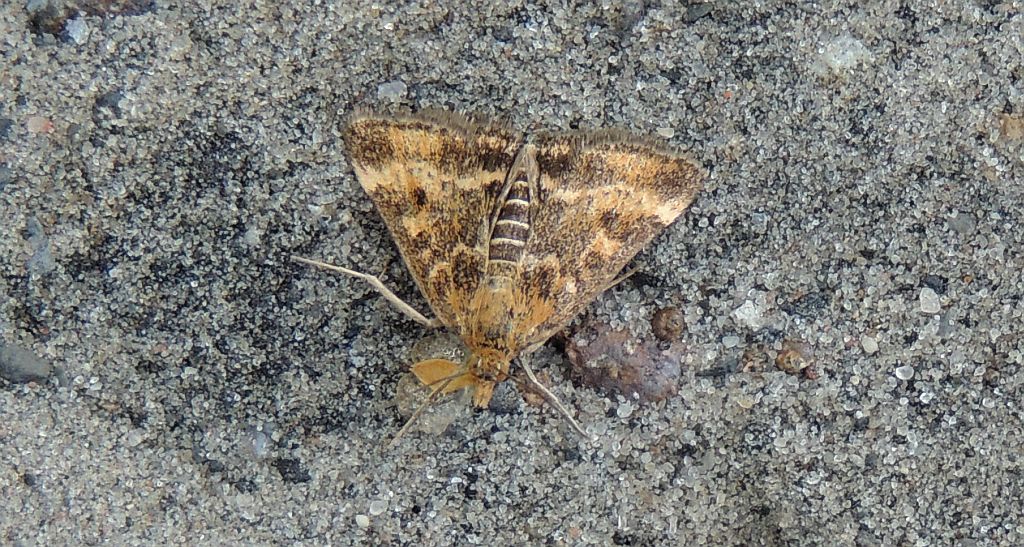 Pyrausta despicata
