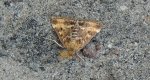 Pyrausta despicata