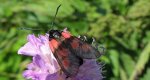 Kraśnik rogalik (Zygaena loti)