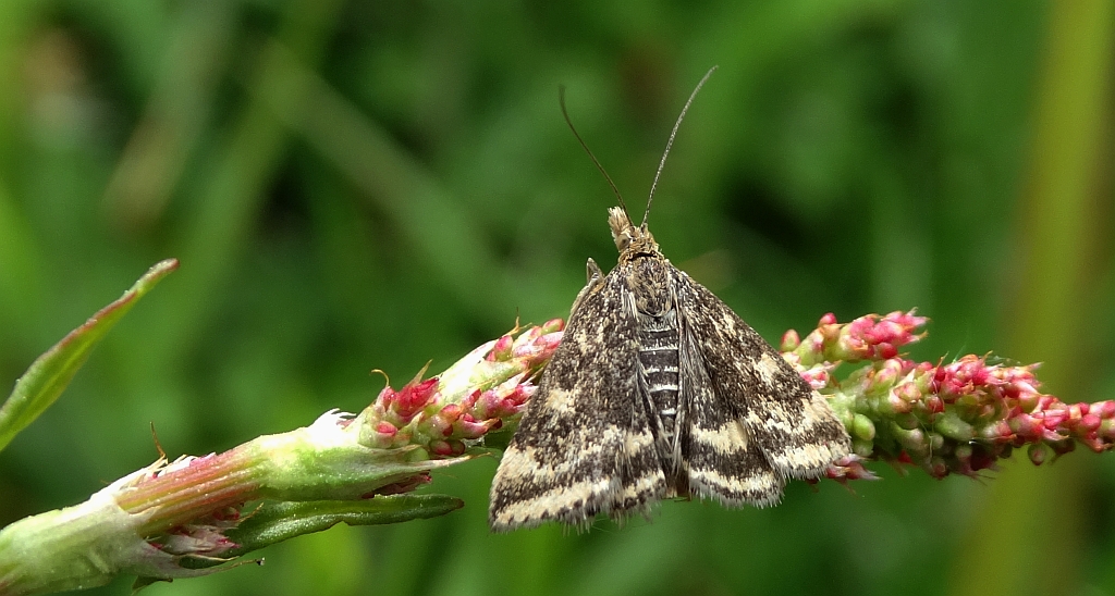 Pyrausta despicata