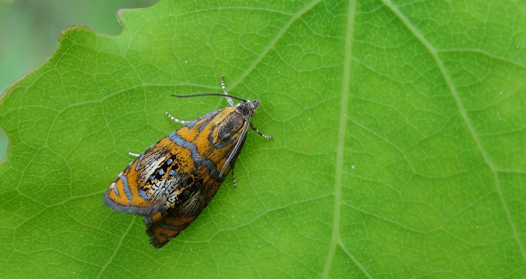 Zwójka tęczowana (Olethreutes arcuella)