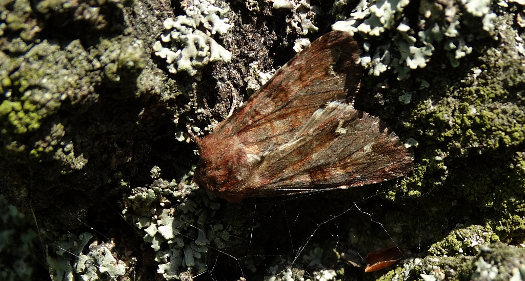 Apamea crenata