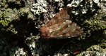 Apamea crenata