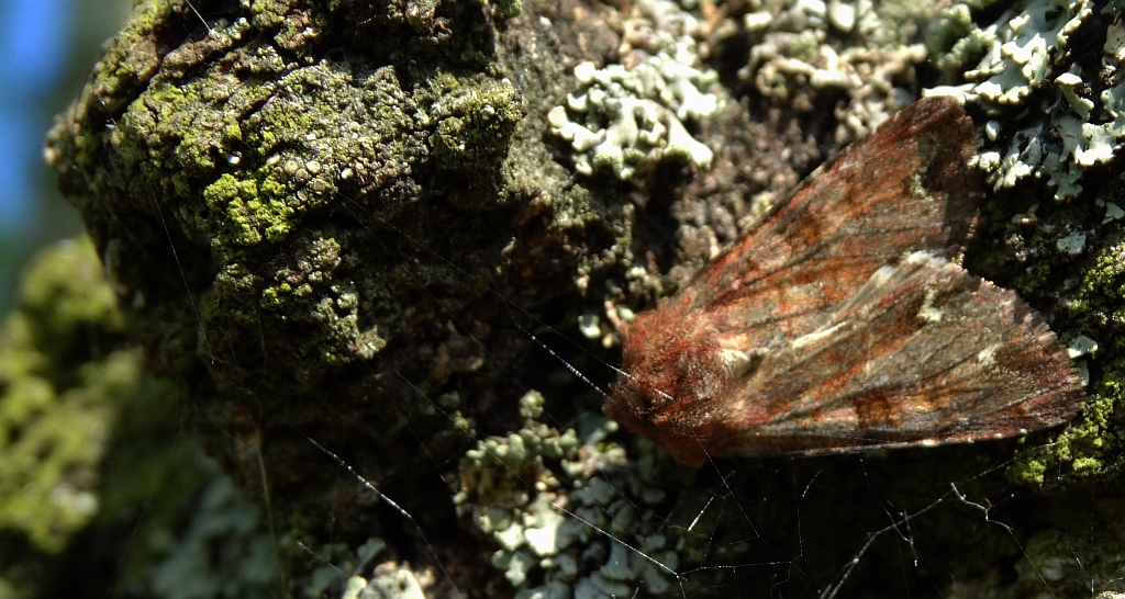 Apamea crenata