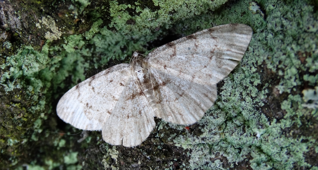 Przylepek nakropek (Hypomecis punctinalis)
