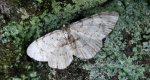 Przylepek nakropek (Hypomecis punctinalis)