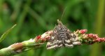 Pyrausta despicata