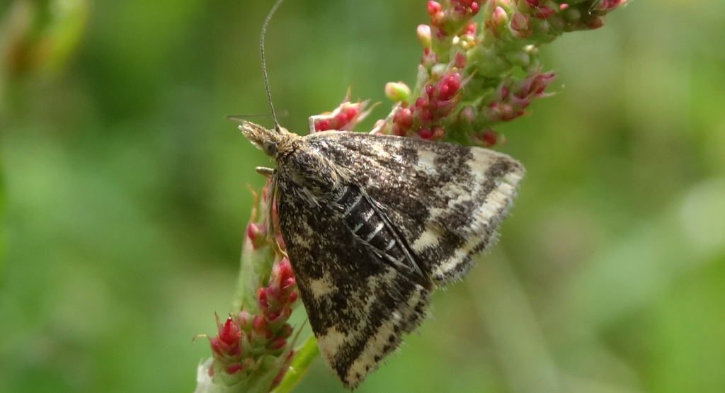 Pyrausta despicata