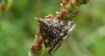 Pyrausta despicata