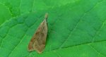 Dichomeris derasella