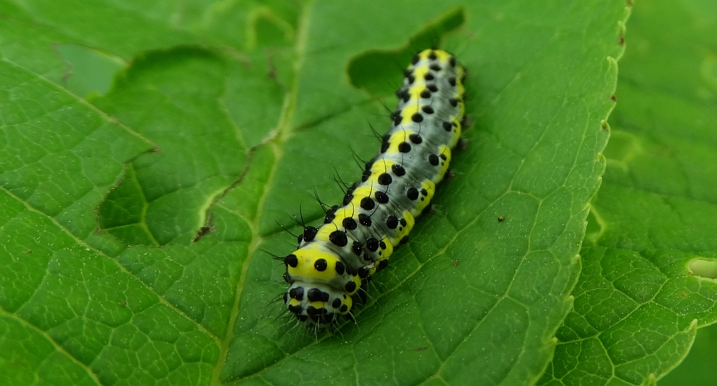 Bielmica sinogłówka (Diloba caeruleocephala)