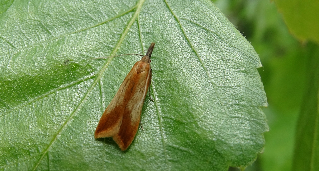 Dichomeris ustalella