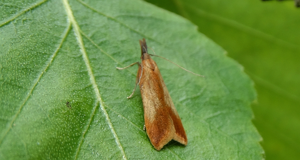 Dichomeris ustalella