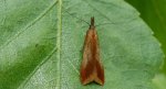 Dichomeris ustalella