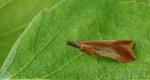 Dichomeris ustalella