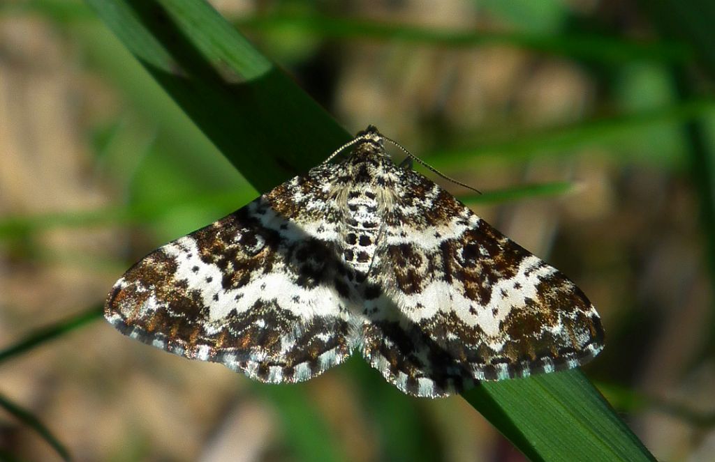 Paśnik posmutek (Epirrhoe tristata)