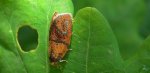 Ptycholoma lecheana