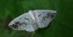 Ciemnokres czeremszak (Lomographa temerata)