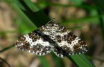 Paśnik posmutek (Epirrhoe tristata)