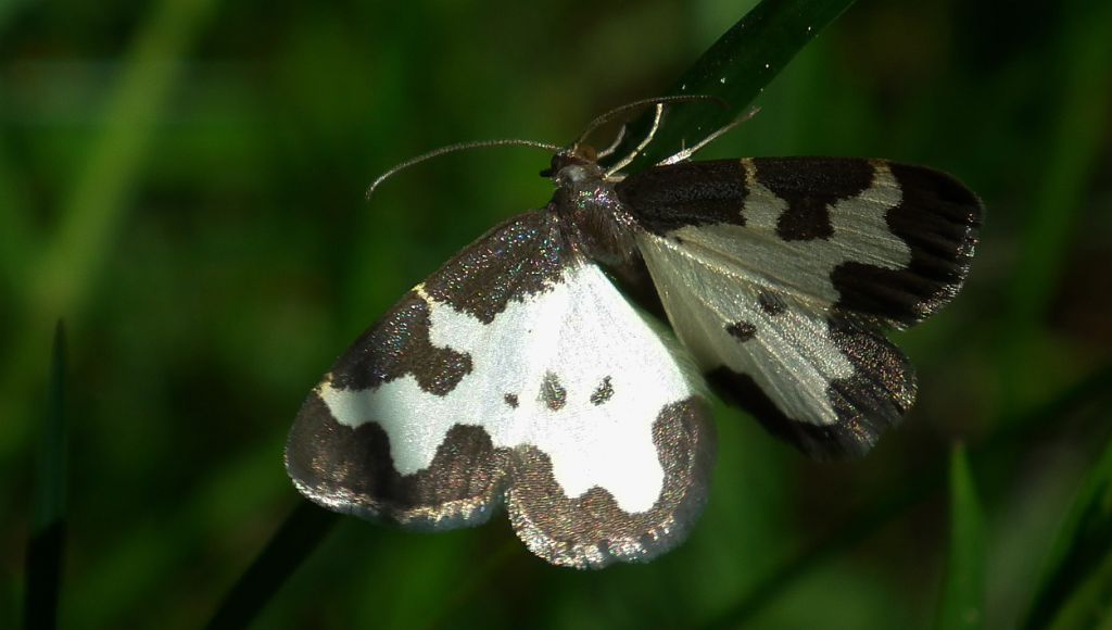 Plamieniec nabuczak (Lomaspilis marginata)