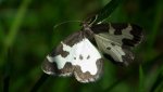 Plamieniec nabuczak (Lomaspilis marginata)