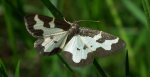 Plamieniec nabuczak (Lomaspilis marginata)