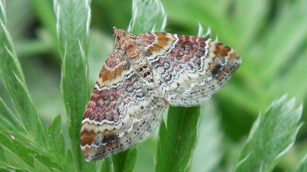 Paśnik cisawiak ( Xanthorhoe spadicearia )
